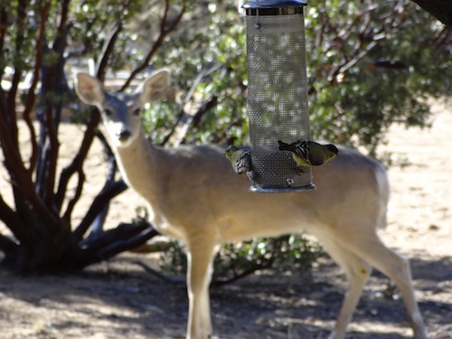 Deer and Lesser Goldfinches